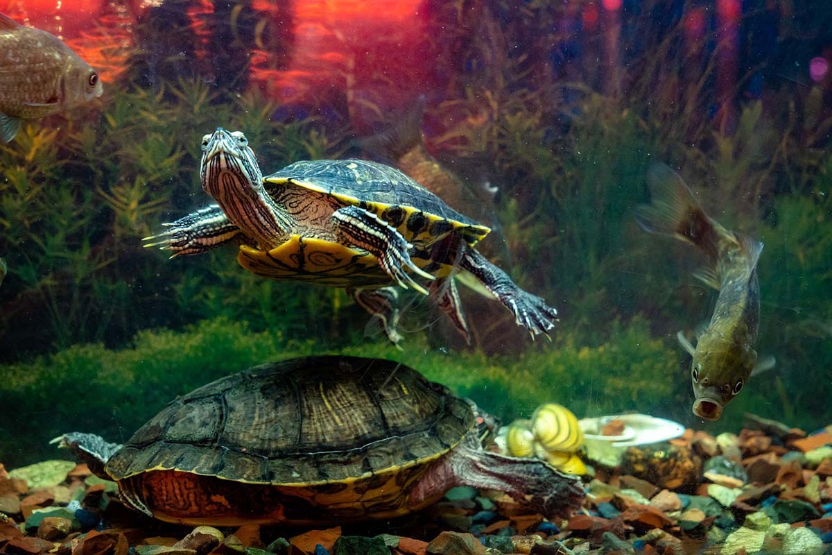 meilleur-aquarium-tortue