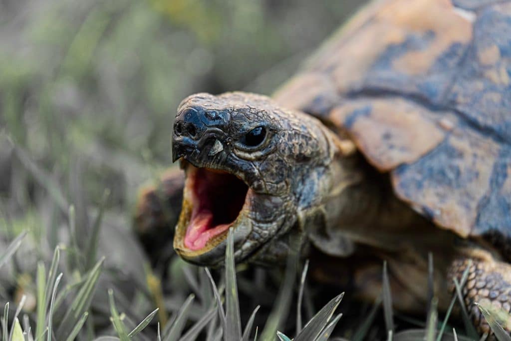 nourriture-tortue